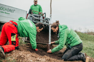 Baum pflanzen