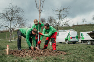 Baum pflanzen