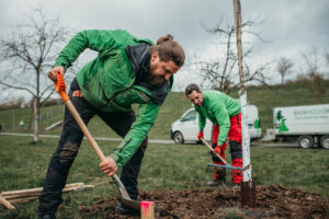 Baum pflanzen