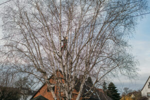 nina_skripietz_fotografie_Baumarbeit_mit_der_KVG-121