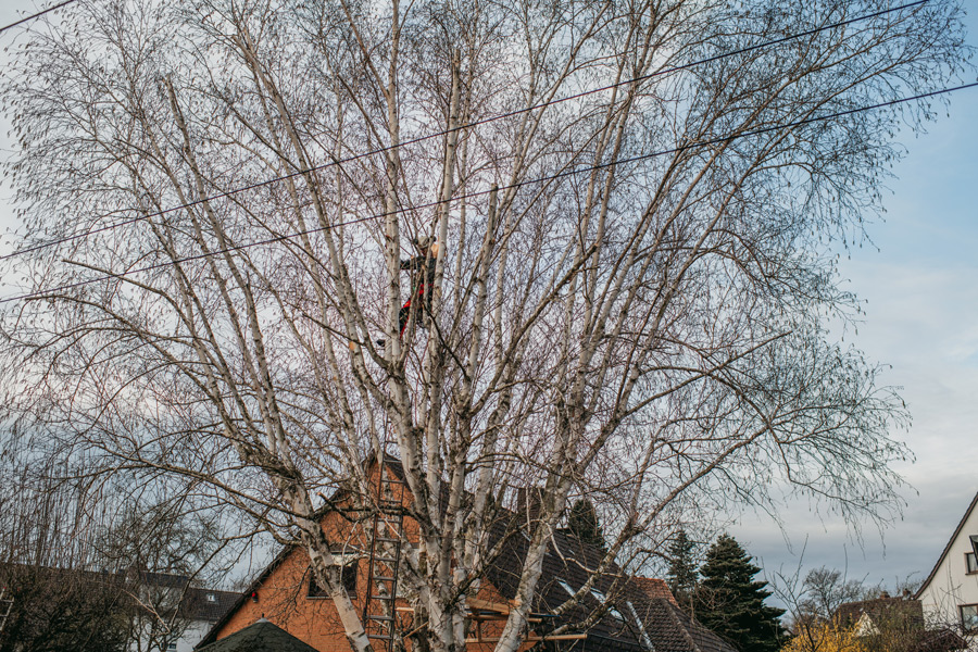 nina_skripietz_fotografie_Baumarbeit_mit_der_KVG-121